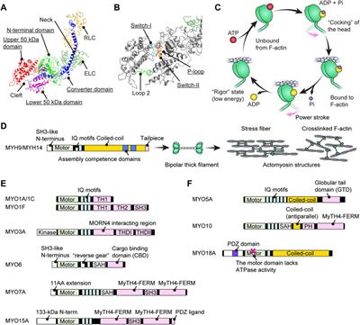 Pathophysiology of human hearing loss associated with variants in myosins